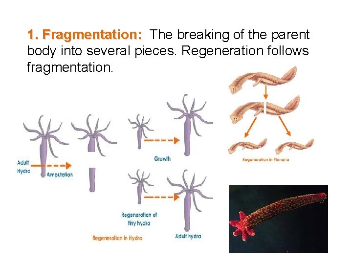1. Fragmentation: The breaking of the parent body into several pieces. Regeneration follows fragmentation.
