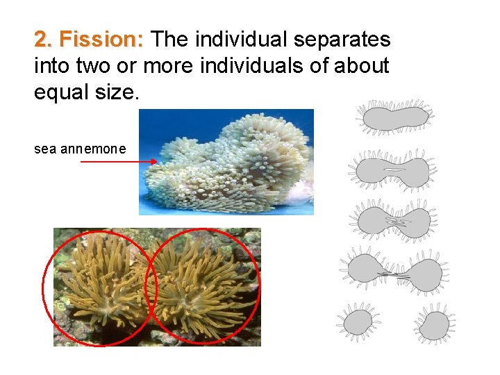 2. Fission: The individual separates into two or more individuals of about equal size.