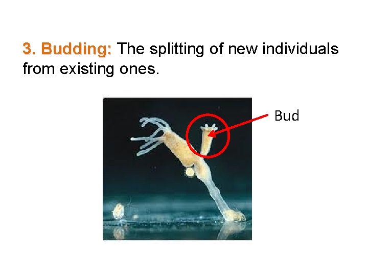 3. Budding: The splitting of new individuals from existing ones. Bud 