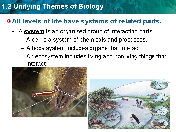 1. 2 Unifying Themes of Biology All levels of life have systems of related