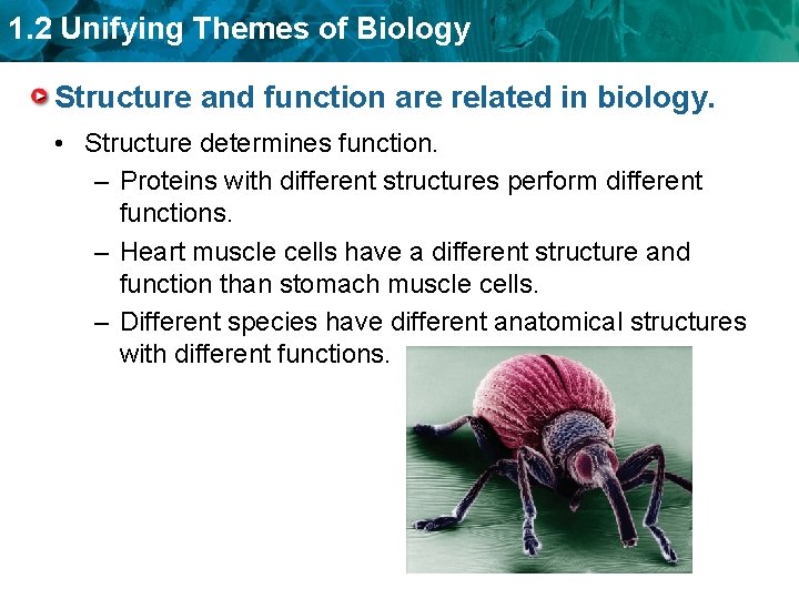 1. 2 Unifying Themes of Biology Structure and function are related in biology. •