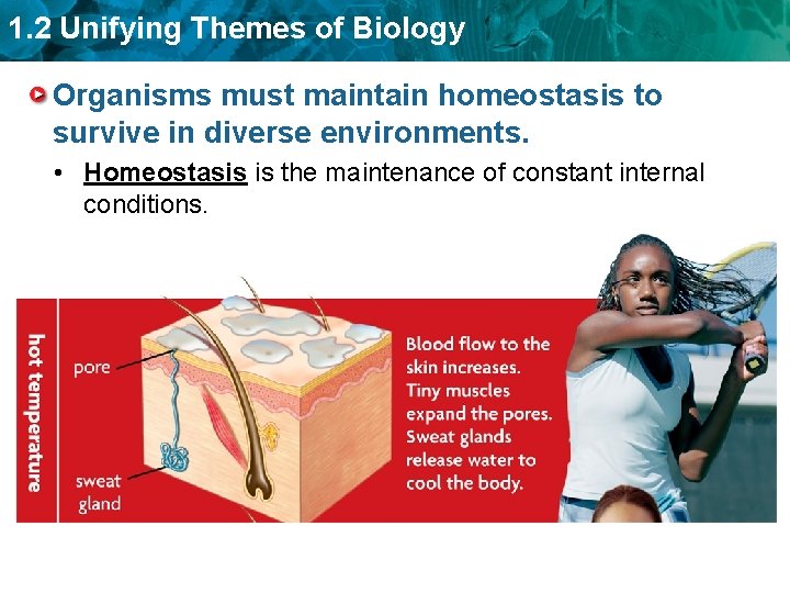 1. 2 Unifying Themes of Biology Organisms must maintain homeostasis to survive in diverse