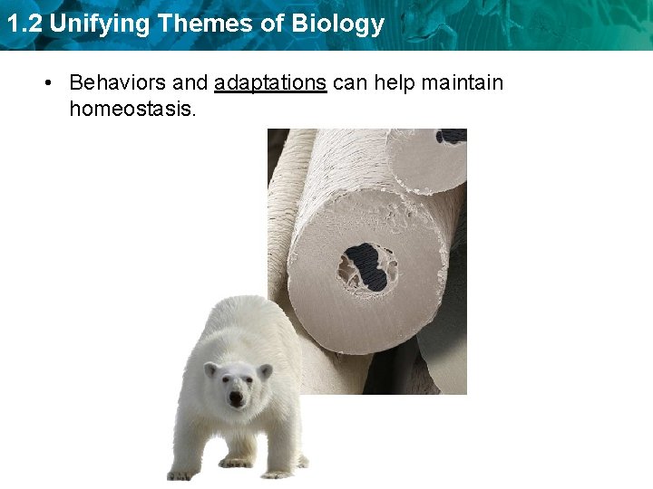 1. 2 Unifying Themes of Biology • Behaviors and adaptations can help maintain homeostasis.