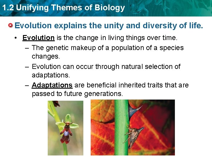 1. 2 Unifying Themes of Biology Evolution explains the unity and diversity of life.