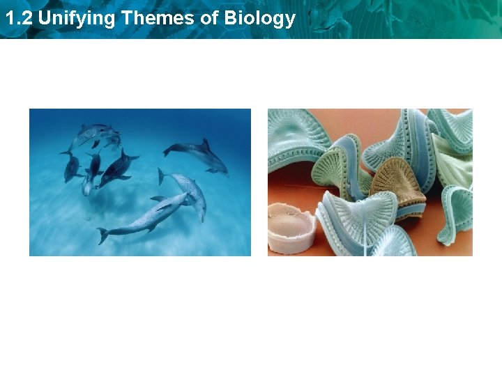 1. 2 Unifying Themes of Biology 