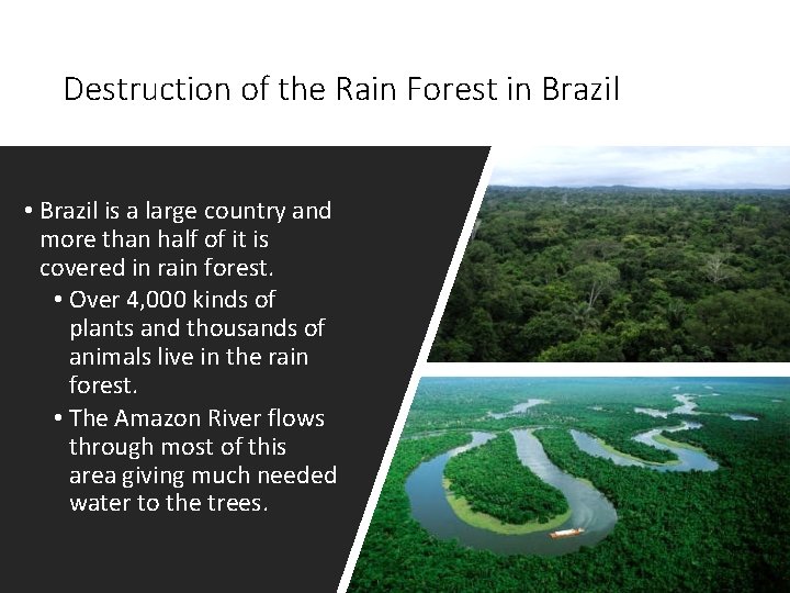 Destruction of the Rain Forest in Brazil • Brazil is a large country and
