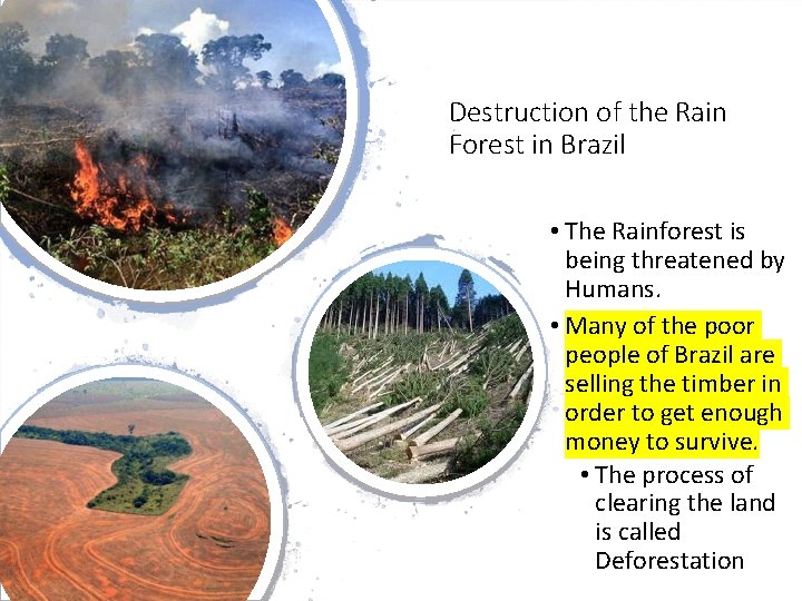 Destruction of the Rain Forest in Brazil • The Rainforest is being threatened by