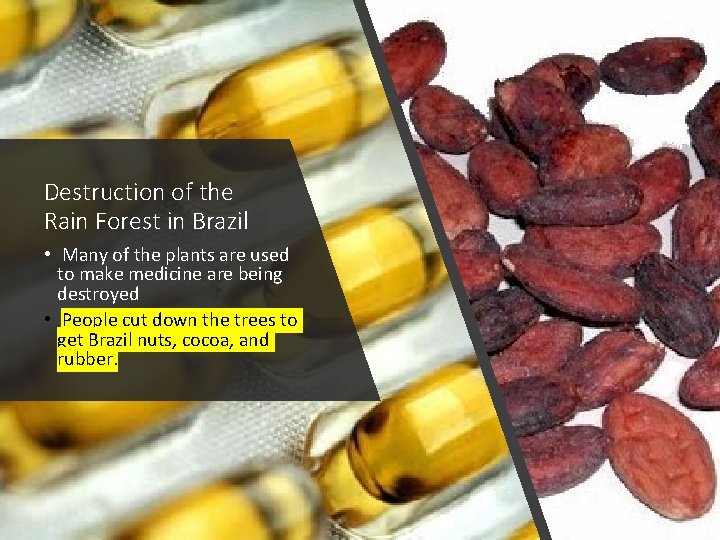 Destruction of the Rain Forest in Brazil • Many of the plants are used