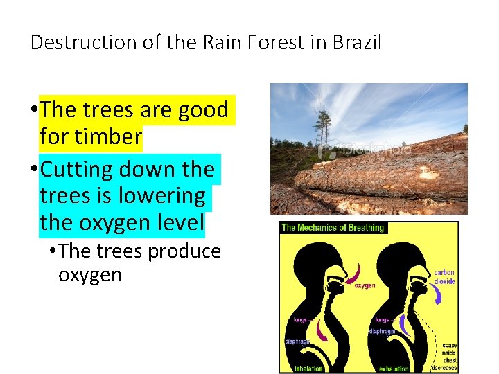 Destruction of the Rain Forest in Brazil • The trees are good for timber
