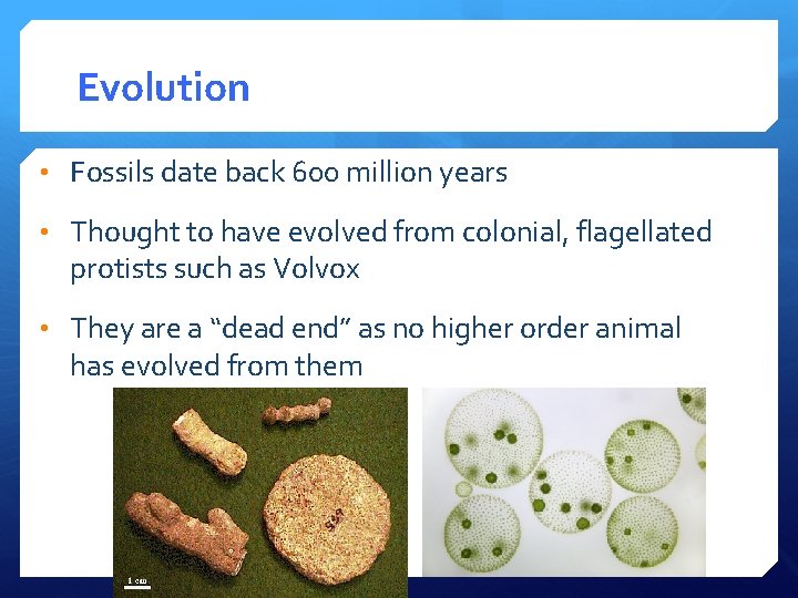 Evolution • Fossils date back 600 million years • Thought to have evolved from