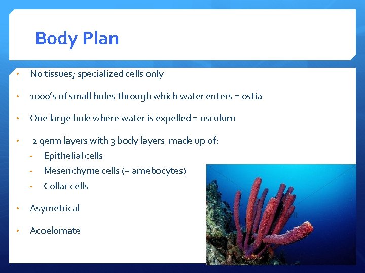Body Plan • No tissues; specialized cells only • 1000’s of small holes through