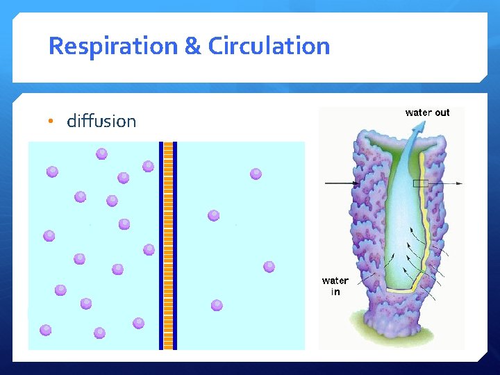 Respiration & Circulation • diffusion 