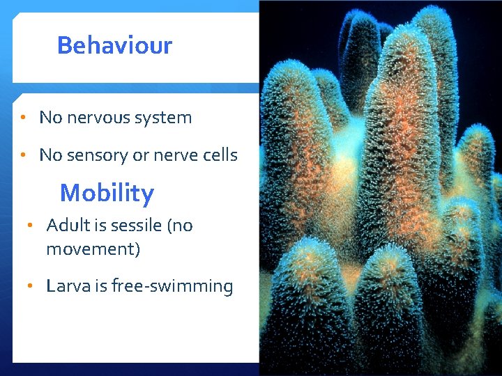 Behaviour • No nervous system • No sensory or nerve cells Mobility • Adult