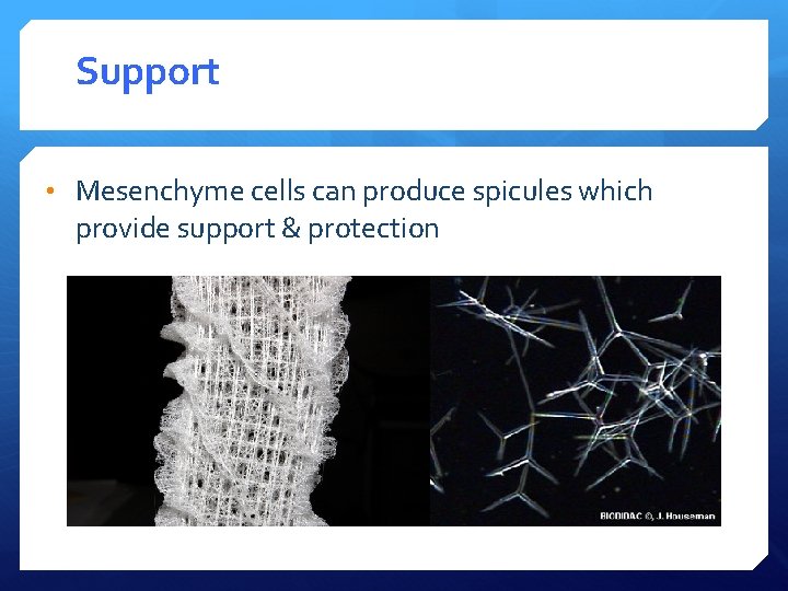 Support • Mesenchyme cells can produce spicules which provide support & protection 