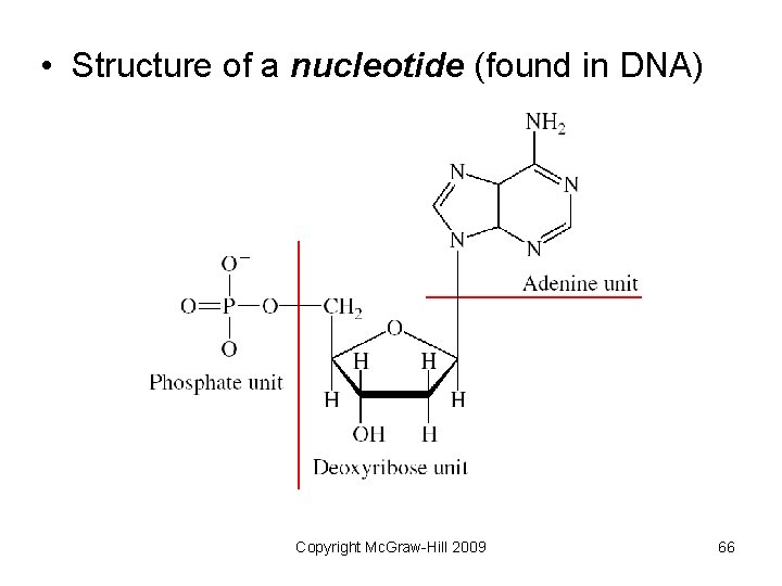  • Structure of a nucleotide (found in DNA) Copyright Mc. Graw-Hill 2009 66
