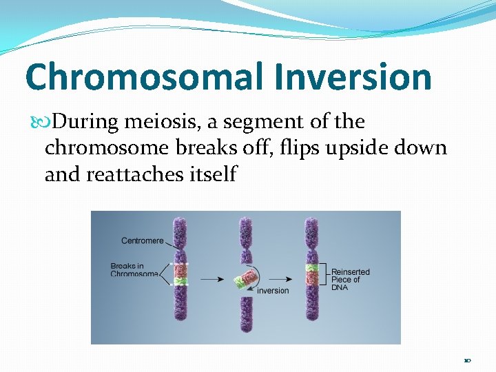 Chromosomal Inversion During meiosis, a segment of the chromosome breaks off, flips upside down