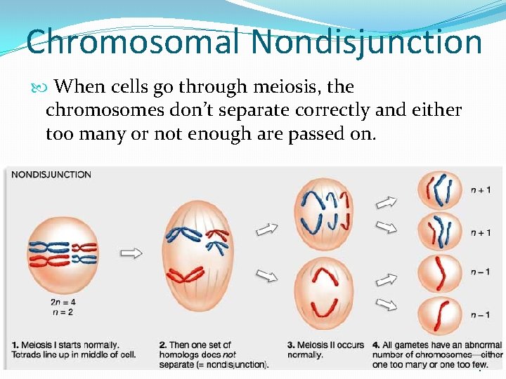 Chromosomal Nondisjunction When cells go through meiosis, the chromosomes don’t separate correctly and either