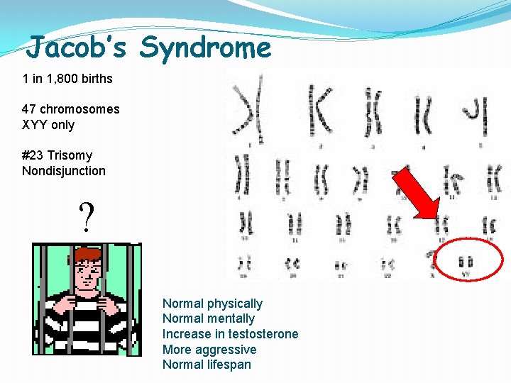 Jacob’s Syndrome 1 in 1, 800 births 47 chromosomes XYY only #23 Trisomy Nondisjunction