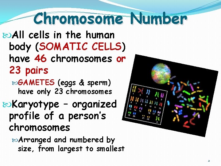Chromosome Number All cells in the human body (SOMATIC CELLS) have 46 chromosomes or