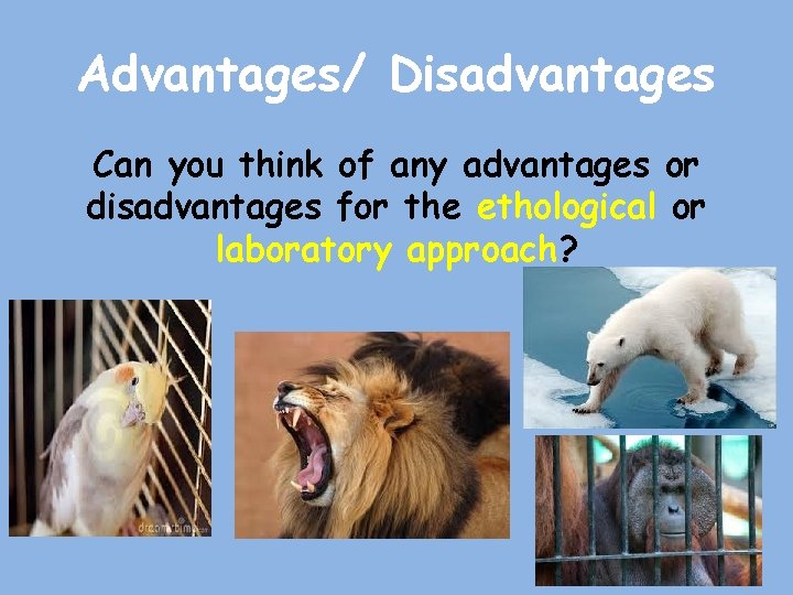 Advantages/ Disadvantages Can you think of any advantages or disadvantages for the ethological or