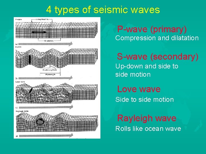 4 types of seismic waves P-wave (primary) Compression and dilatation S-wave (secondary) Up-down and