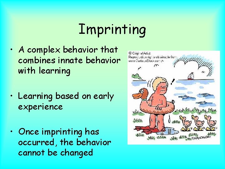 Imprinting • A complex behavior that combines innate behavior with learning • Learning based