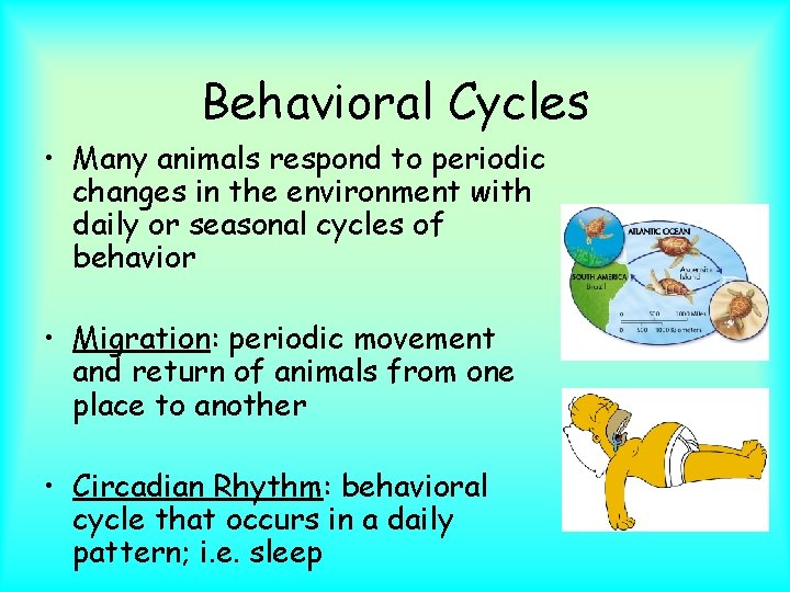 Behavioral Cycles • Many animals respond to periodic changes in the environment with daily