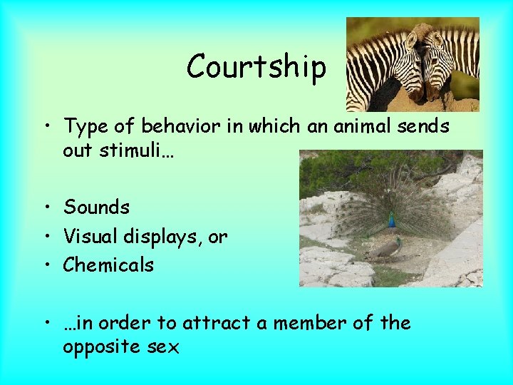 Courtship • Type of behavior in which an animal sends out stimuli… • Sounds
