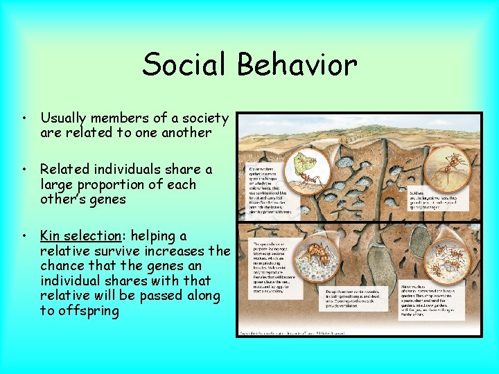 Social Behavior • Usually members of a society are related to one another •