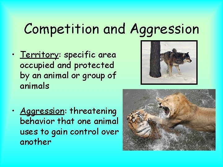 Competition and Aggression • Territory: specific area occupied and protected by an animal or