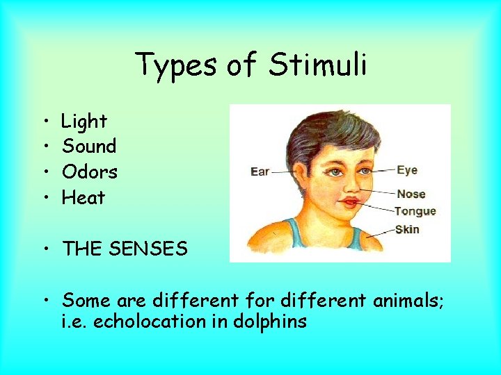 Types of Stimuli • • Light Sound Odors Heat • THE SENSES • Some