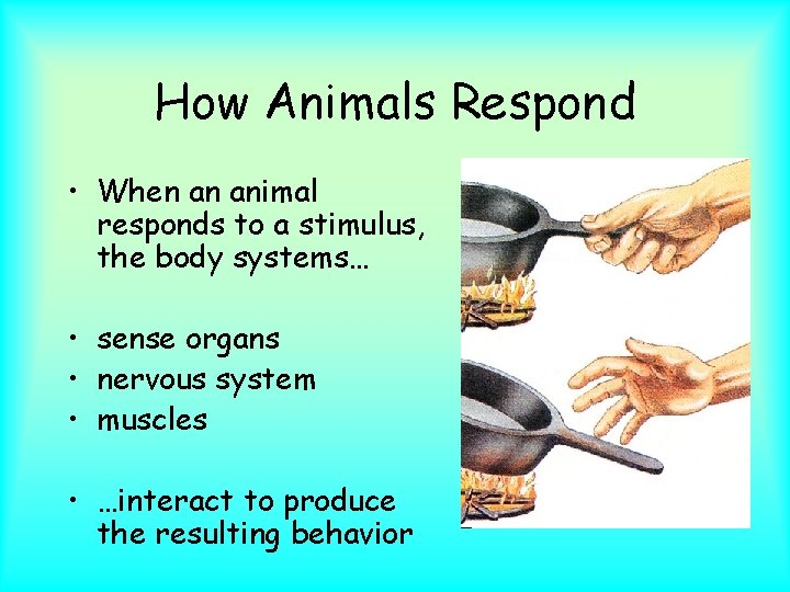 How Animals Respond • When an animal responds to a stimulus, the body systems…