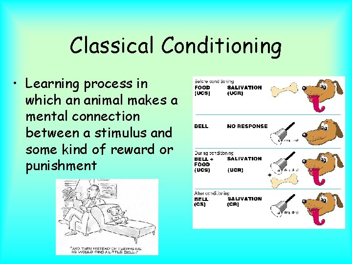 Classical Conditioning • Learning process in which an animal makes a mental connection between