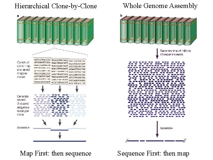 Hierarchical Clone-by-Clone Map First: then sequence Whole Genome Assembly Sequence First: then map 