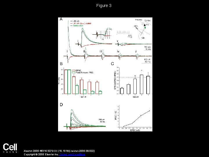 Figure 3 Neuron 2005 48315 -327 DOI: (10. 1016/j. neuron. 2005. 09. 022) Copyright