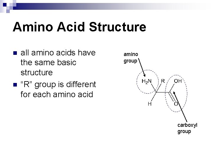 Amino Acid Structure n n all amino acids have the same basic structure “R”