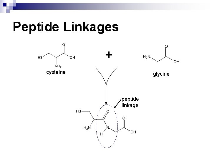 Peptide Linkages cysteine glycine peptide linkage 