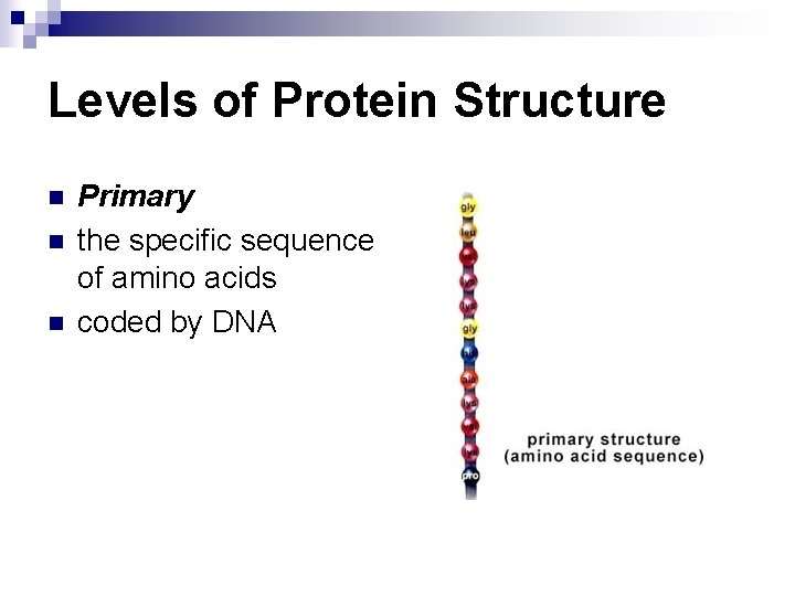 Levels of Protein Structure n n n Primary the specific sequence of amino acids