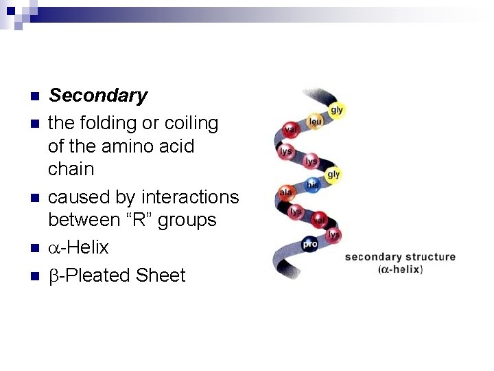 n n n Secondary the folding or coiling of the amino acid chain caused