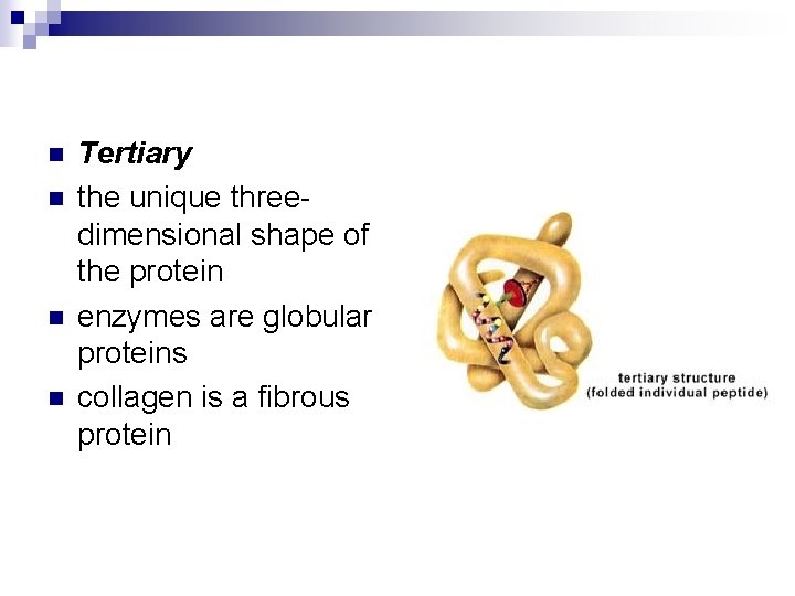 n n Tertiary the unique threedimensional shape of the protein enzymes are globular proteins