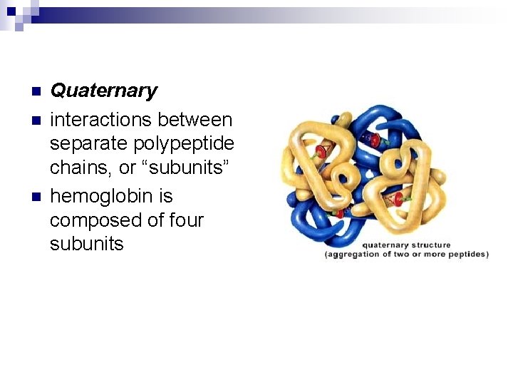 n n n Quaternary interactions between separate polypeptide chains, or “subunits” hemoglobin is composed