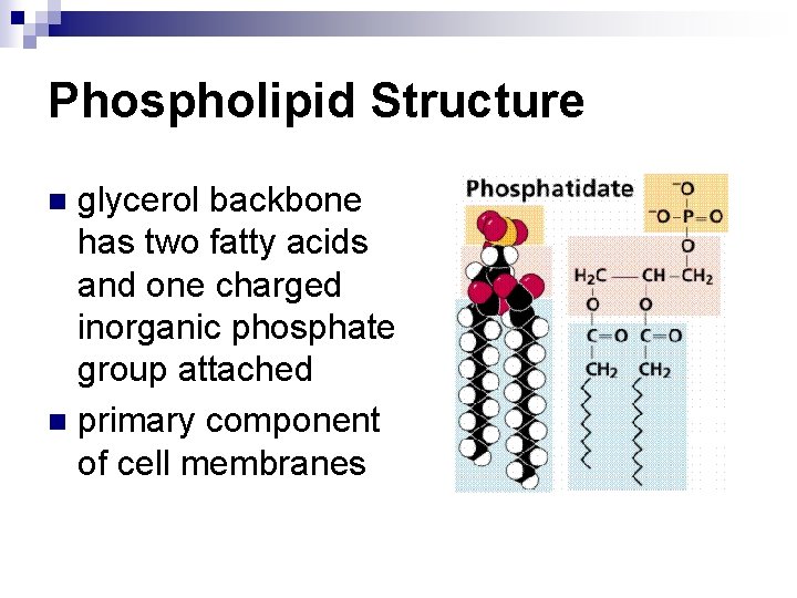 Phospholipid Structure glycerol backbone has two fatty acids and one charged inorganic phosphate group