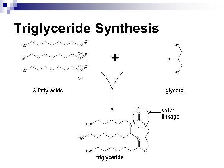 Triglyceride Synthesis 3 fatty acids glycerol ester linkage triglyceride 