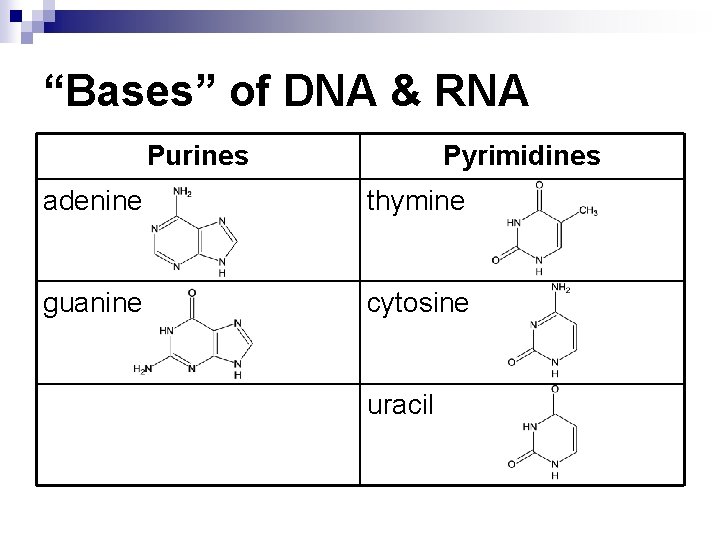 “Bases” of DNA & RNA Purines Pyrimidines adenine thymine guanine cytosine uracil 