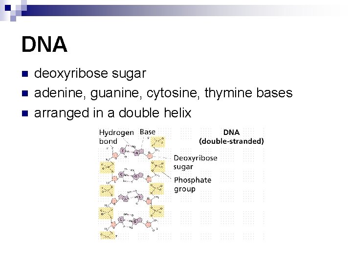 DNA n n n deoxyribose sugar adenine, guanine, cytosine, thymine bases arranged in a