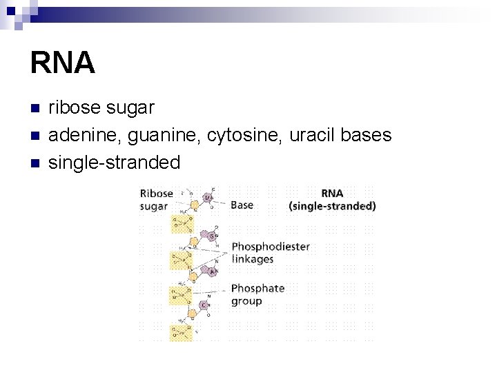 RNA n n n ribose sugar adenine, guanine, cytosine, uracil bases single-stranded 