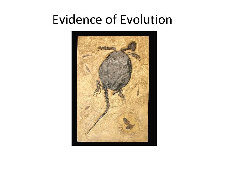 Evidence of Evolution 