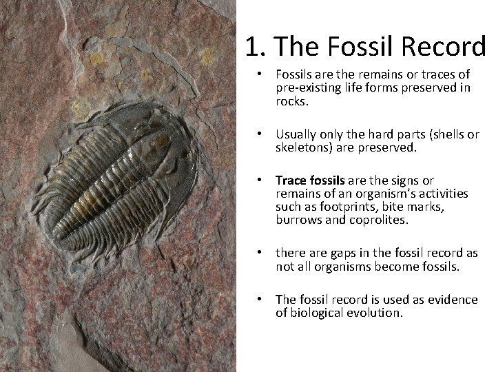 1. The Fossil Record • Fossils are the remains or traces of pre-existing life