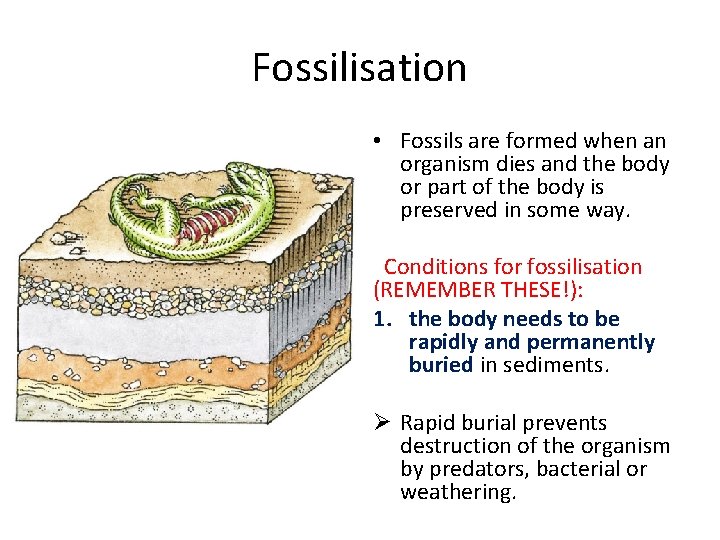 Fossilisation • Fossils are formed when an organism dies and the body or part