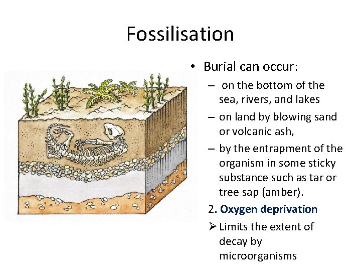Fossilisation • Burial can occur: – on the bottom of the sea, rivers, and